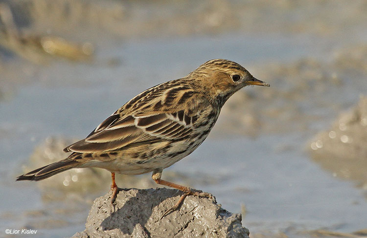       Red-throated Pipit Anthus cervinus ,Beit Shean valley ,November 2010.Lior Kislev             